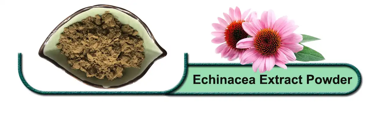 Echinacea Extract .jpg